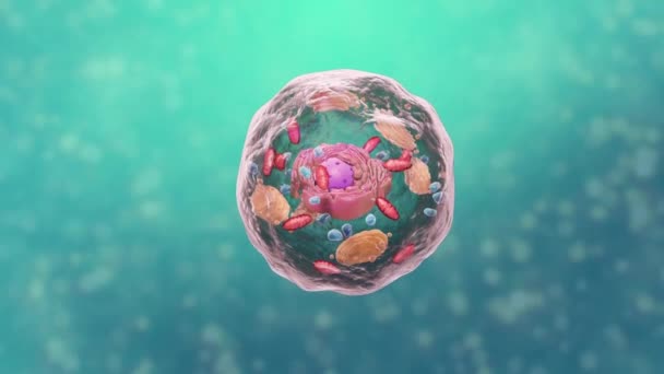 Animazione Del Dna Della Struttura Cellulare Vescicola Nelle Proteine Cromosomi — Video Stock