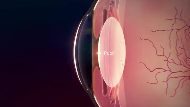 Öğrenci Retina Sözleşmesi Tıbbi Amimasyon — Stok video