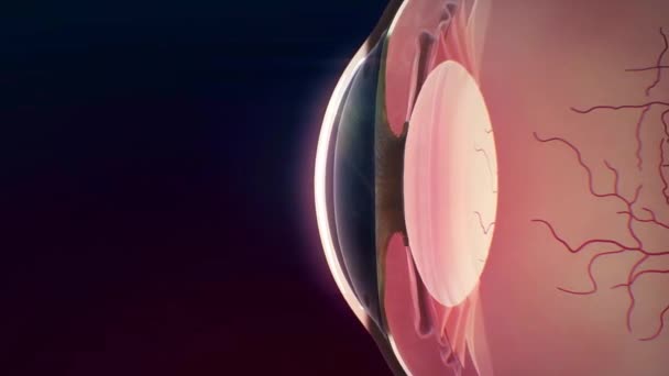 Anatomie Vision Oculaire Humaine Animation Mouvement — Video