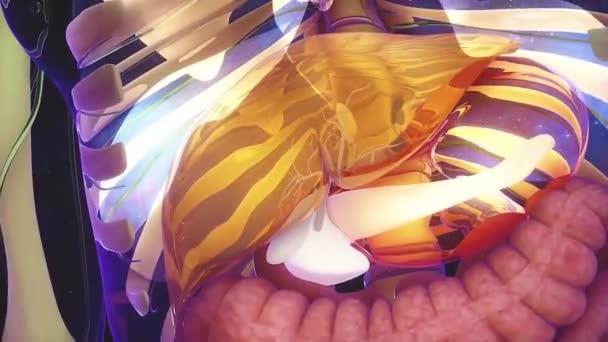 Människans Inre Organ Bukspottkörtel Anatomi — Stockvideo