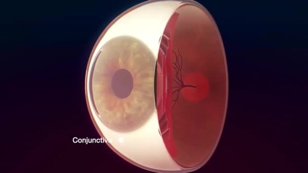 Aşırı Derecede Yakın Insan Gözü Irisi — Stok video