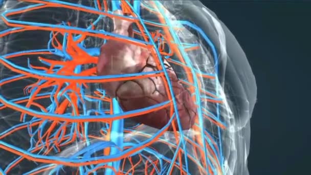 Anatomie des menschlichen Herzens für medizinisches Konzept 3D Illustration