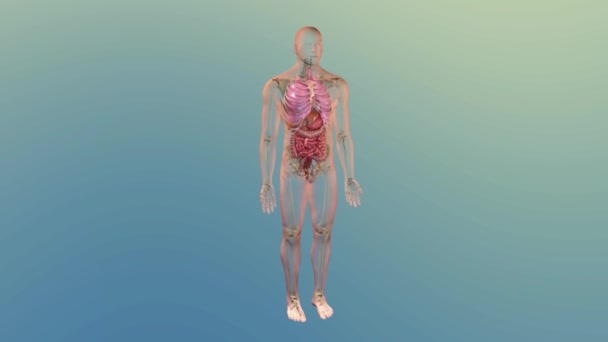 Människans Inre Matsmältningsorgan Lever Anatomi Animation Koncept Tredimensionell — Stockvideo