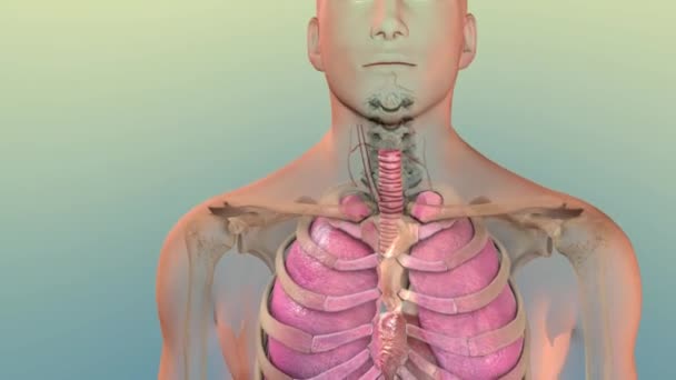 Human Man Head Neck Thought Transparent Body Showing Internal Organs — Stock Video