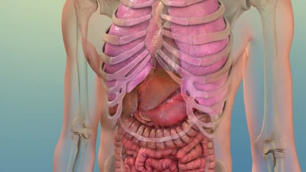 人間の内部消化器官肝解剖学アニメーションの概念 — ストック動画