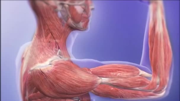 Skelettsystem Mit Transparenter Animation Der Muskeln Alpha Eingeschlossen — Stockvideo