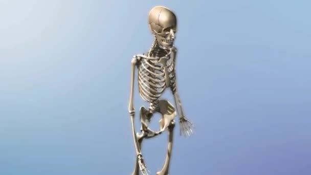 Medical Science Footage Human Skeleton Bones — Stock Video