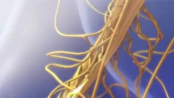 Zentrales Organ Des Menschlichen Nervensystems Gehirn Anatomie Animationskonzept — Stockvideo