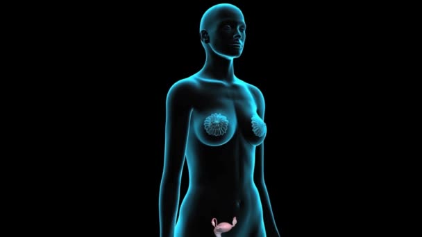 Anatomie Animatie Van Het Vrouwelijke Voortplantingssysteem — Stockvideo