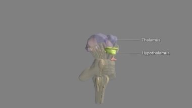 Kırmızıyla vurgulanan hipotalamus, vücudun metabolik, vasküler, sinirli ve endokrin durumlarının homeostatik kontrolünden sorumludur.