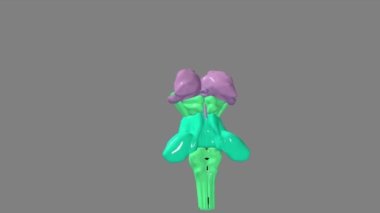 Kırmızıyla vurgulanan hipotalamus, vücudun metabolik, vasküler, sinirli ve endokrin durumlarının homeostatik kontrolünden sorumludur.