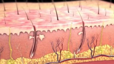 Deri katmanları. Yapı parçalarının ayrılması, derisi, üst derisi, derialtı derisi, deri altı dokusu, kas..