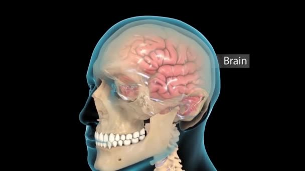 Animação Conceitual Mostrando Atividade Neuronal Cérebro Humano — Vídeo de Stock