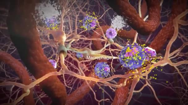 Macrophage Tcell Медична Анімація — стокове відео