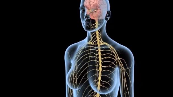 Mózg Rdzeń Kręgowy Układ Nerwowy — Wideo stockowe