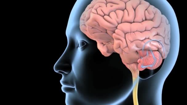 Cerebro Médula Espinal Sistema Nervioso — Vídeo de stock