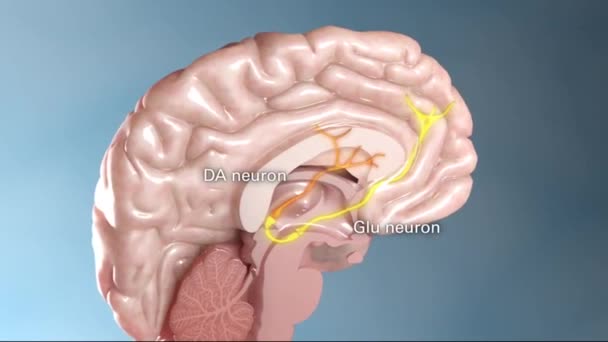 Εσωτερική Δομή Του Συστήματος Νευρώνων Του Εγκεφάλου — Αρχείο Βίντεο