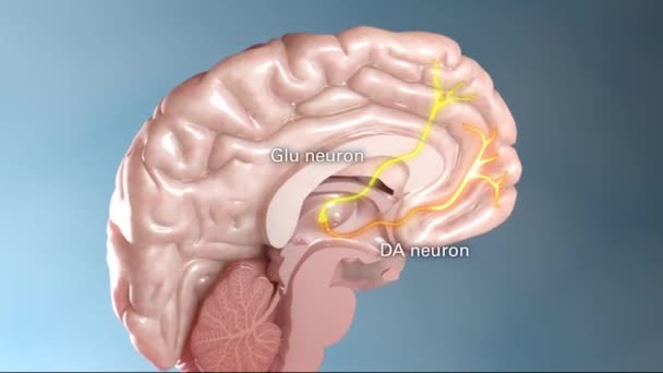 Estructura Interna Del Sistema Neuronal Cerebral — Vídeos de Stock