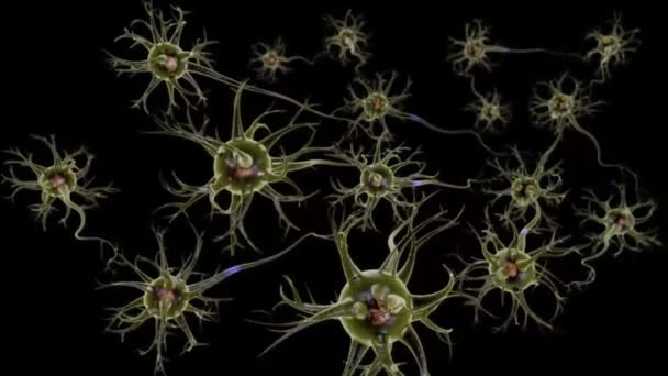 Animation Der Neuronalen Und Synapsenaktivität Nervenzellen Kopf Neuroaktivität Synapsen Neurotransmitter — Stockvideo