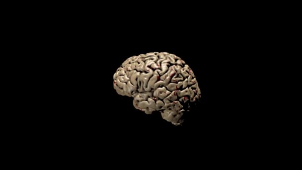 Cerebro Humano Con Impulsos Neuronales Girando — Vídeo de stock