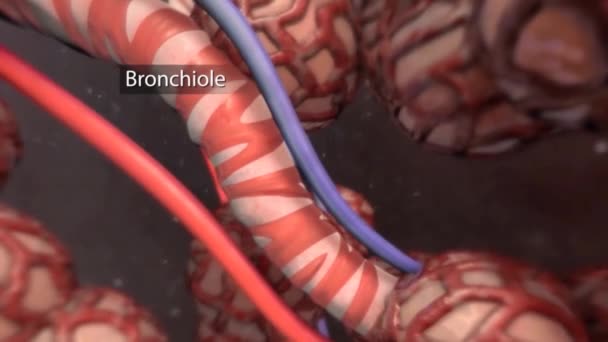 肺の肺毛細血管における赤血球の連続的な融合は 酸素化時に起こる色の変化を強調する — ストック動画
