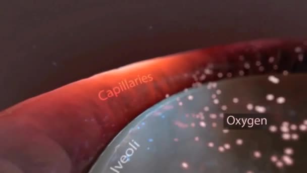 Anatomia Fechamento Alvéolo Troca Oxigênio Dióxido Carbono Entre Alvéolo Capilares — Vídeo de Stock