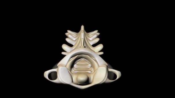 Colonna Vertebrale Umana Con Dischi Loop Midollo Spinale Sotto Pressione — Video Stock