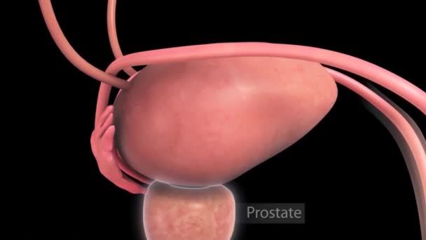 Human Gall Bladder Anatomy Digestive System Medical Concept Illustration — Stock Video