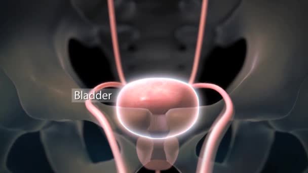 Animationskonzept Für Das Menschliche Verdauungsorgan Leber Anatomie — Stockvideo