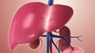 Kalp, dolaşım sistemi x-ray stili, iç organlar 3 boyutlu, insan vücudu anatomisi, mavi arka plan.