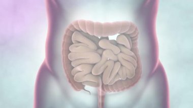 İnsan Sindirim Sistemi Anatomi Animasyonu. Üç Boyut