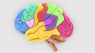 Beyin lobları kafada.