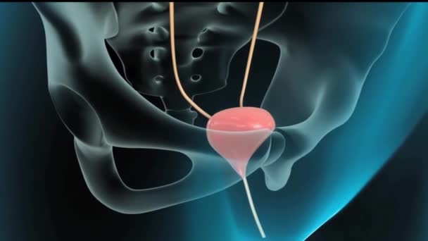 Human Internal Digestive Organ Liver Anatomy Animation Concept — Videoclip de stoc