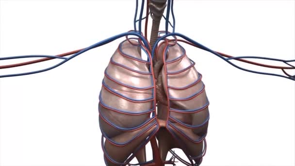 Κινούμενο Διαφανές Σύστημα Κυκλοφορίας Του Αίματος Του Ανθρώπου Καρδιά — Αρχείο Βίντεο