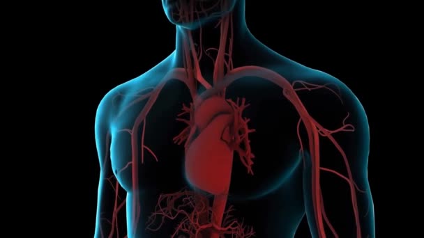 Anatomie Des Menschlichen Herzens Für Medizinisches Konzept Illustration — Stockvideo