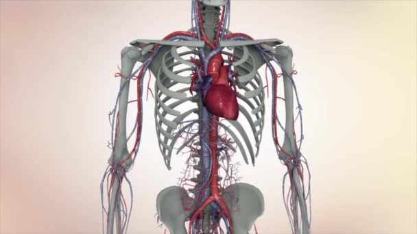 Animasi Sistem Sirkulasi Darah Laki Laki Manusia Stok Video C Scienceanm 455540588