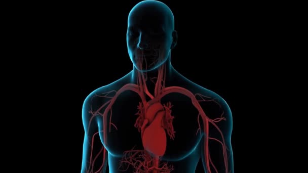 人类男性血液循环系统动画 — 图库视频影像