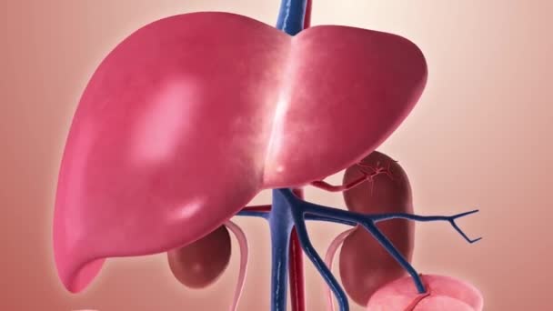 循環系X線式 内臓3Dレンダリング 人体の解剖学 青の背景 — ストック動画