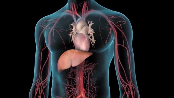 Människans Cirkulationssystem Heart Anatomy Animation Concept Tredimensionell — Stockvideo