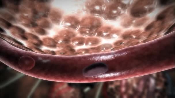 Mentre Muove Attraverso Vasi Sanguigni Capillari Nelle Pareti Degli Alveoli — Video Stock