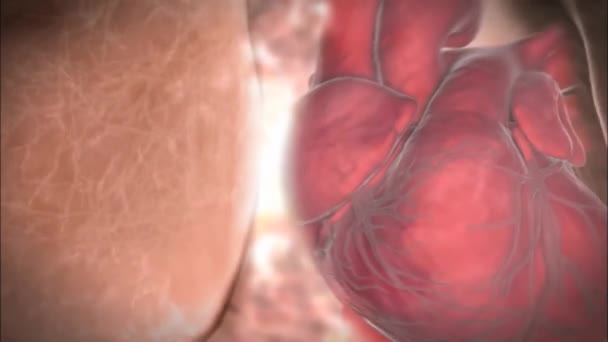 Als Het Beweegt Door Bloedvaten Haarvaten Alveoli Muren Bloed Neemt — Stockvideo