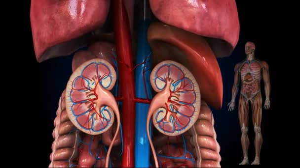 腎臓の医学的に正確なイラスト — ストック動画