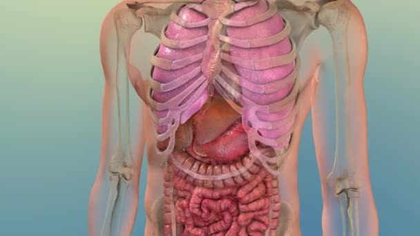 人間の内部消化器官肝解剖学アニメーションの概念 — ストック動画