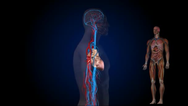 ヒト男性の血液循環系のアニメーション — ストック動画