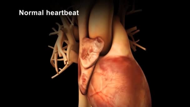通常の心臓の働きで遅くなる心臓の状態 — ストック動画