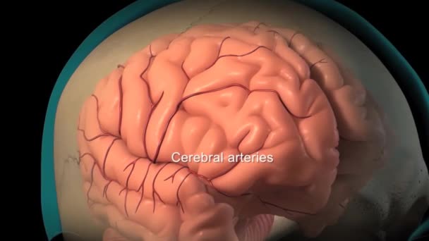 Anatomia Cérebro Humano Artérias Cerebrais Líquido Cefalorraquidiano Tecido Cerebral — Vídeo de Stock