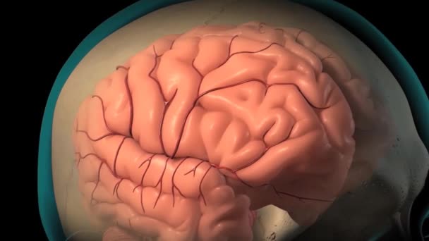 Εγκεφαλονωτιαίο Υγρό Ιατρική — Αρχείο Βίντεο