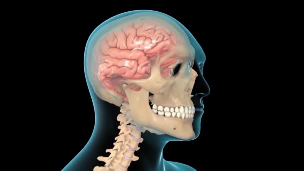 인간의 뇌에서 활동을 애니메이션 — 비디오
