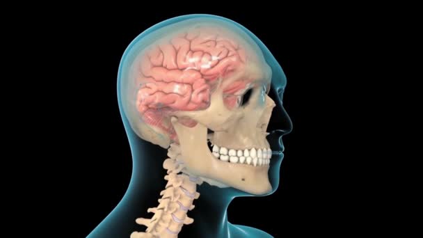 Animação Conceitual Mostrando Atividade Neuronal Cérebro Humano — Vídeo de Stock