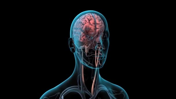 Cérebro Acesso Vascular — Vídeo de Stock